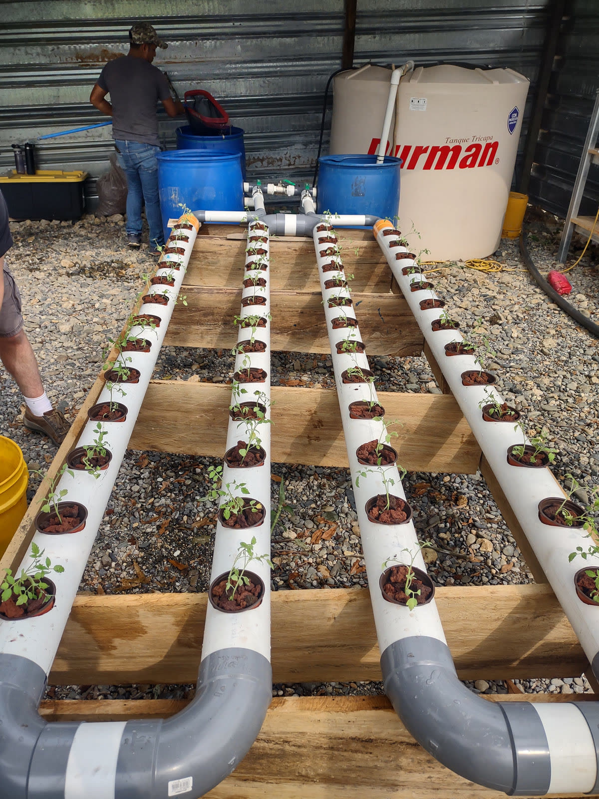 Hydroponic grow beds connected to the recirculating aquaculture system at El Puente