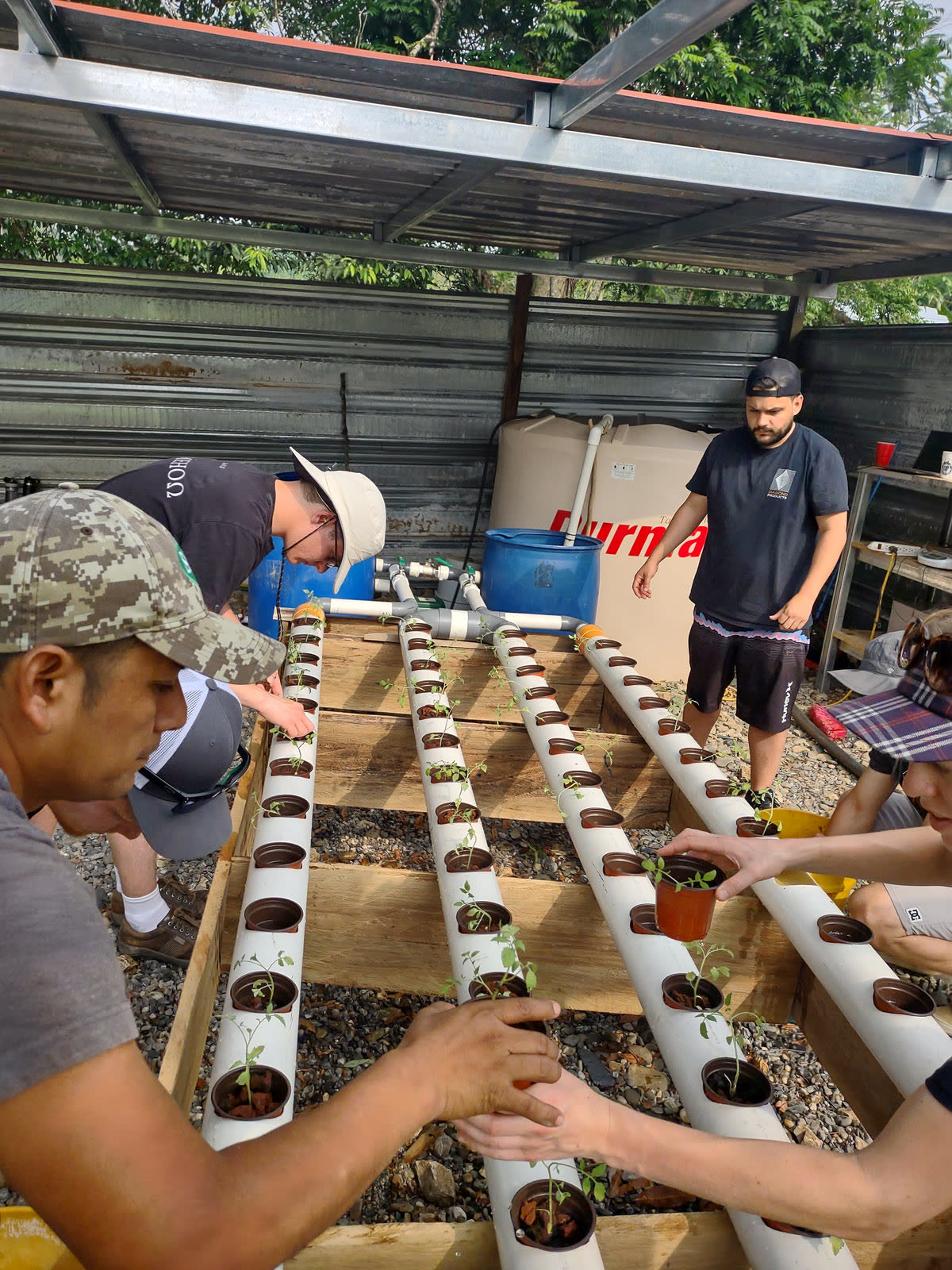 Volunteers planting seedlings into the hydroponic pipes of the aquaponics system