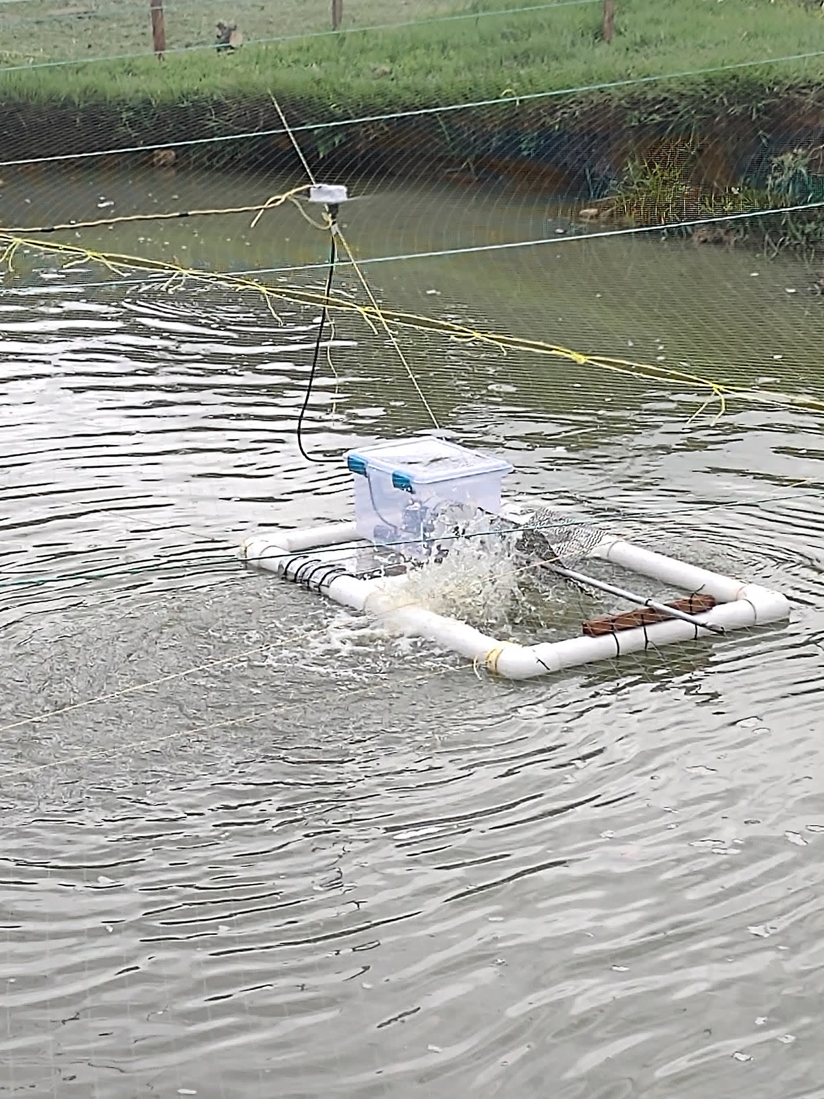 Floating paddle-wheel aerator running in a tilapia pond