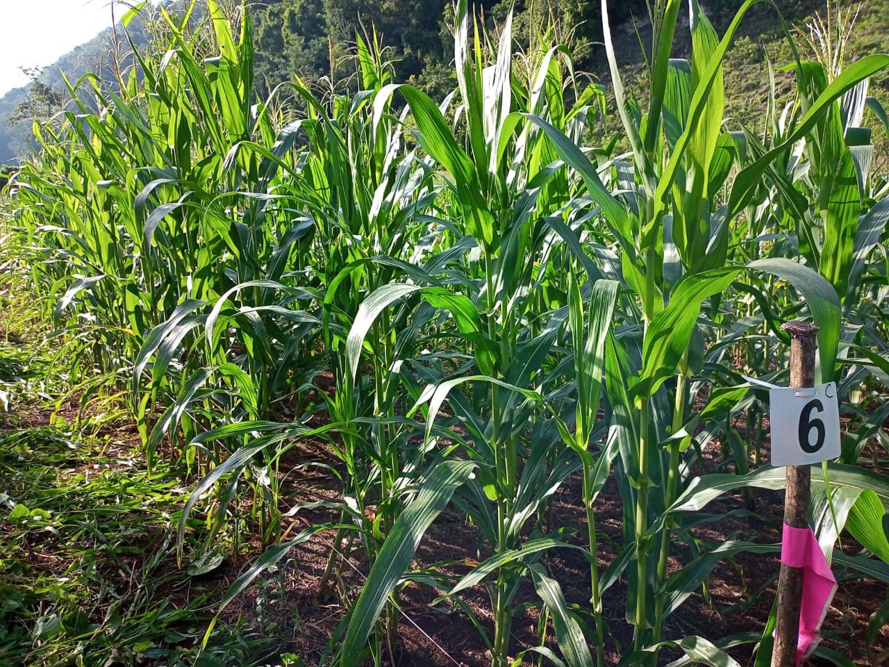Corn growing in a numbered research test plot